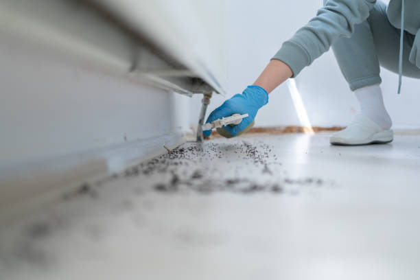 Best Mosquito Control Services  in Six Shooter Canyon, AZ